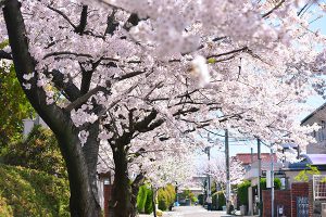 呉羽の里住宅地内の桜の画像